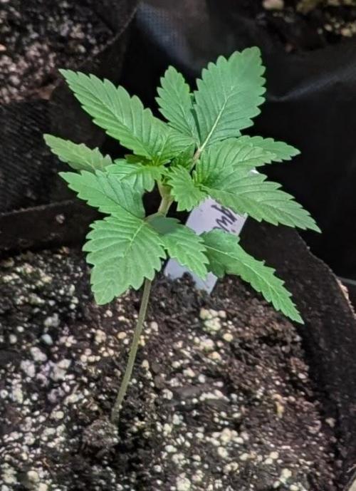 Grampa Zombie. Week 1