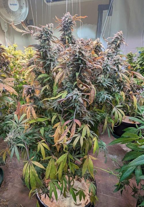 Sunset Sherbet. Week 26