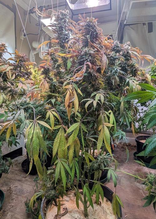 Sunset Sherbet. Week 26