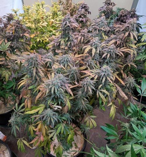 Sunset Sherbet. Week 26