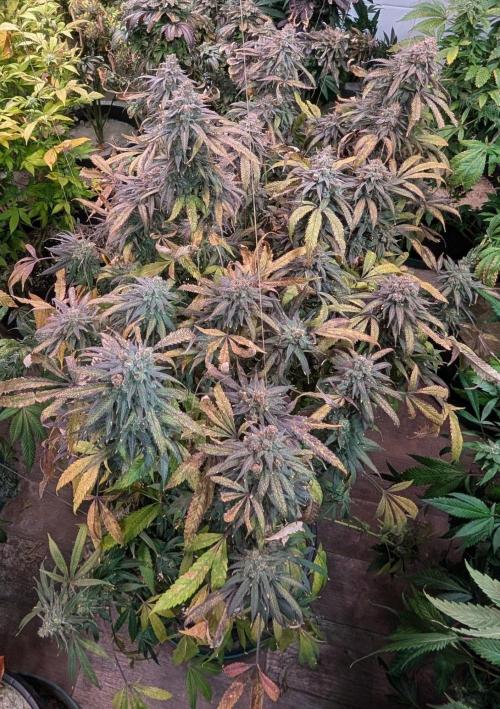 Sunset Sherbet. Week 26