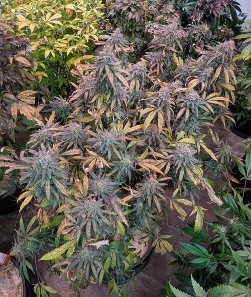 Sunset Sherbet. Week 26