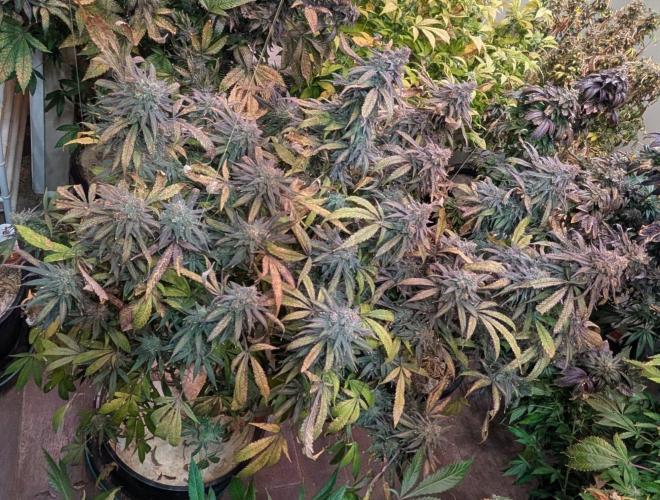 Sunset Sherbet. Week 26