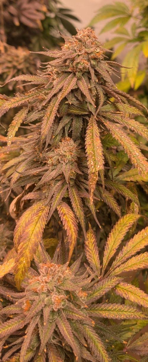 Sunset Sherbet. Week 26