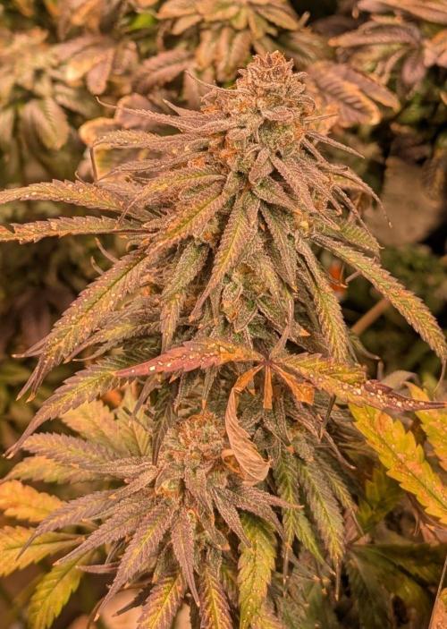 Sunset Sherbet. Week 26