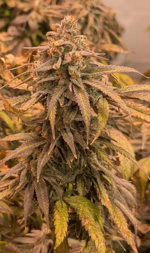 Sunset Sherbet. Week 26