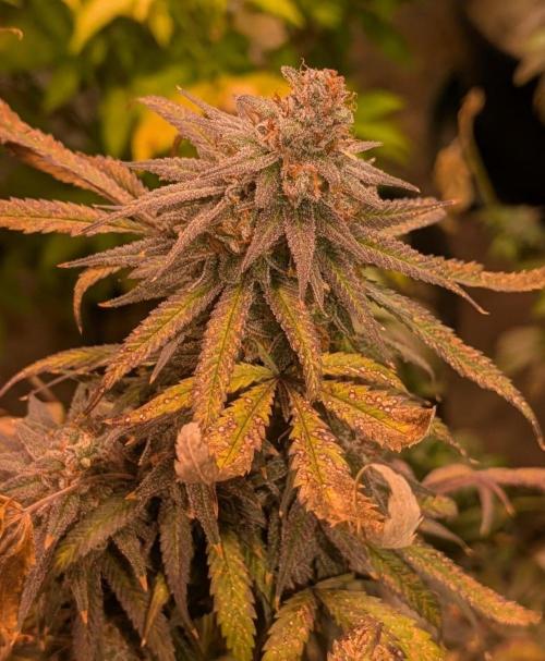 Sunset Sherbet. Week 26