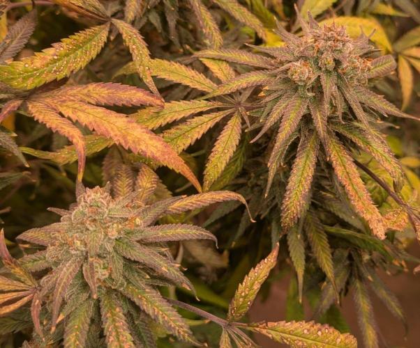 Sunset Sherbet. Week 26