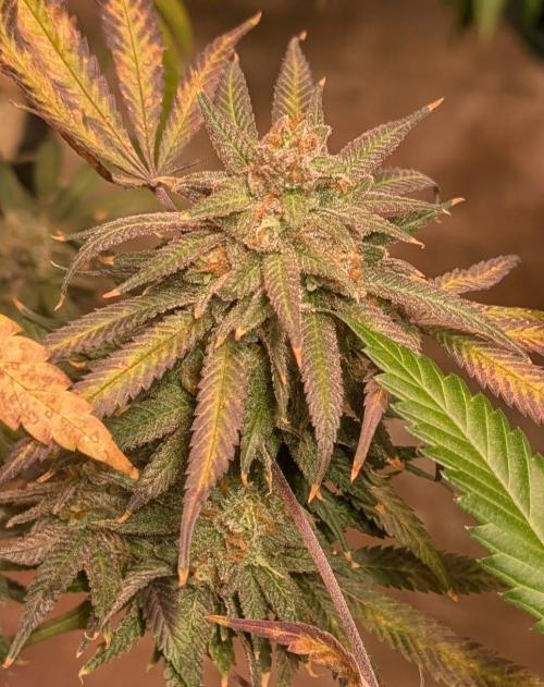Sunset Sherbet. Week 26