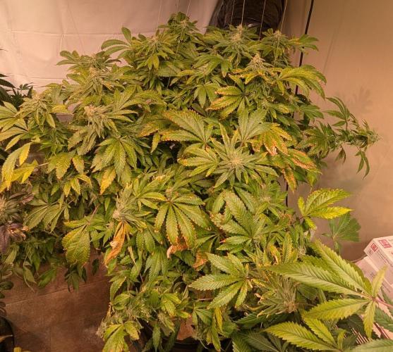 Forbidden Fruit. Week 26