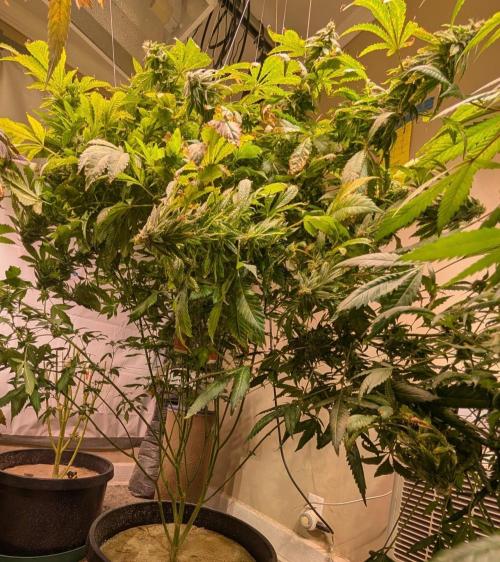 Forbidden Fruit. Week 26
