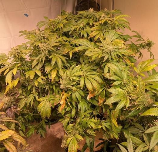 Forbidden Fruit. Week 26