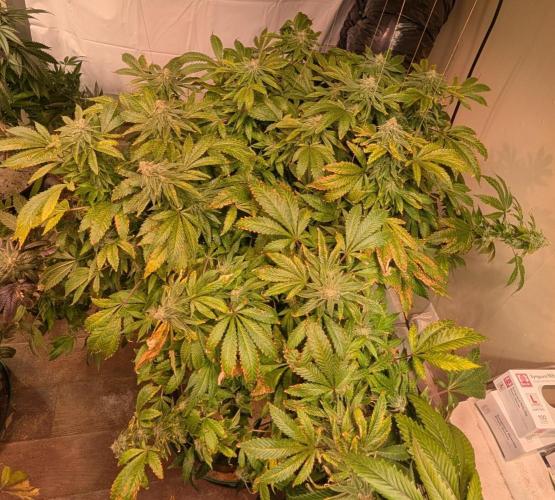 Forbidden Fruit. Week 26