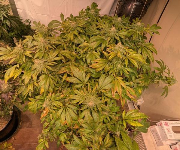 Forbidden Fruit. Week 26