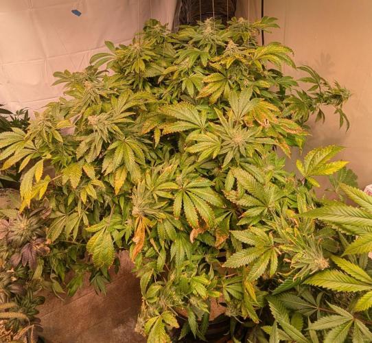 Forbidden Fruit. Week 26