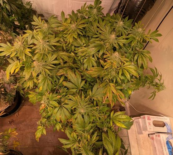 Forbidden Fruit. Week 26