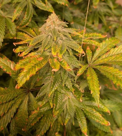 Forbidden Fruit. Week 26