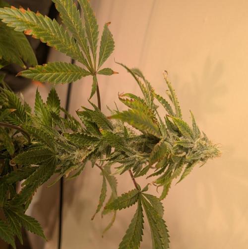 Forbidden Fruit. Week 26
