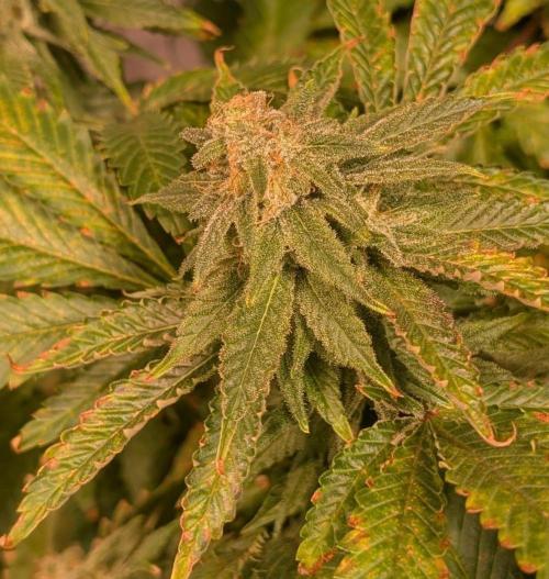Forbidden Fruit. Week 26