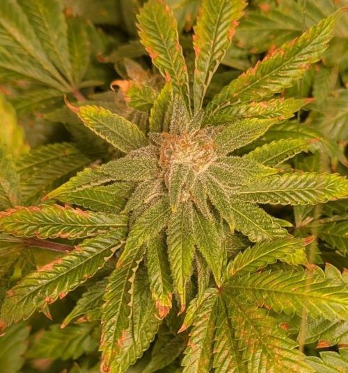 Forbidden Fruit. Week 26