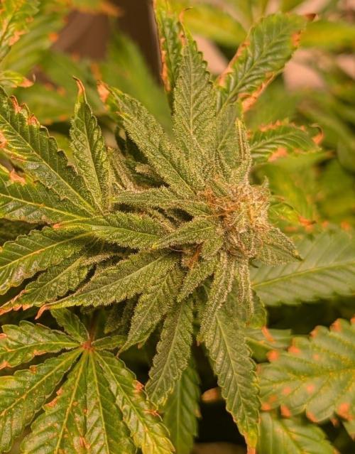 Forbidden Fruit. Week 26