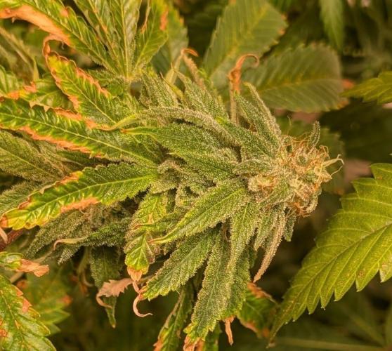 Forbidden Fruit. Week 26
