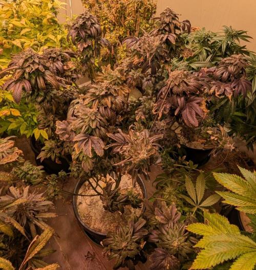 Pink Gelato. Week 26