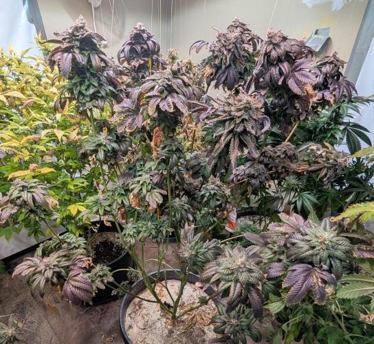 Pink Gelato. Week 26