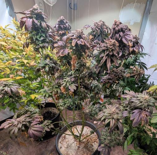 Pink Gelato. Week 26