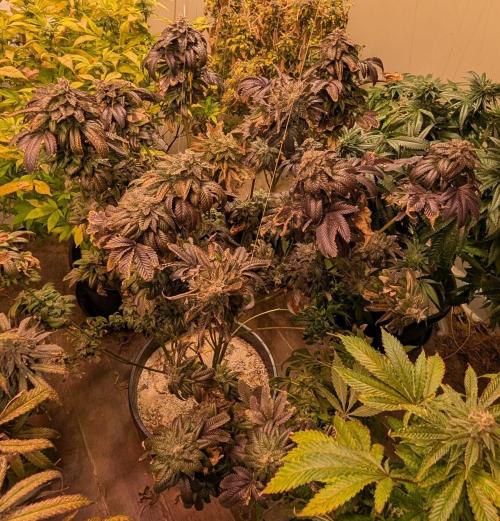Pink Gelato. Week 26