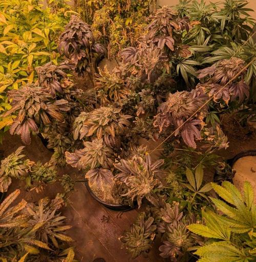 Pink Gelato. Week 26