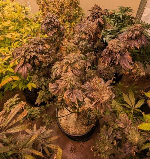 Pink Gelato. Week 26