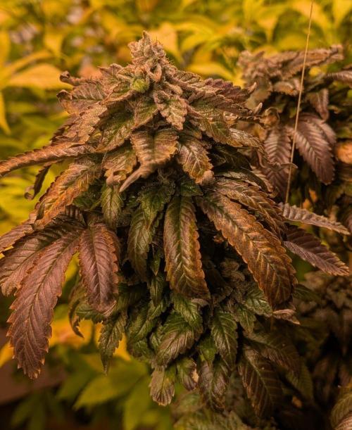 Pink Gelato. Week 26