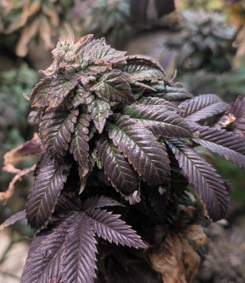 Pink Gelato. Week 26