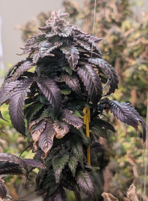 Pink Gelato. Week 26