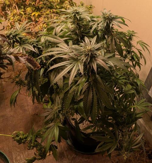 Pellezino Cookies. Week 26