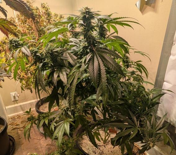Pellezino Cookies. Week 26