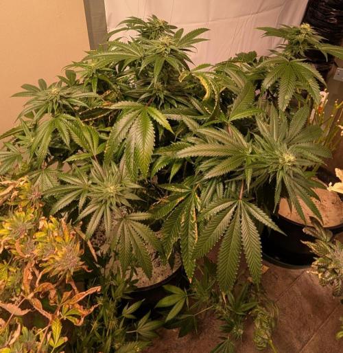 Pellezino Cookies. Week 26