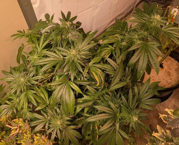 Pellezino Cookies. Week 26