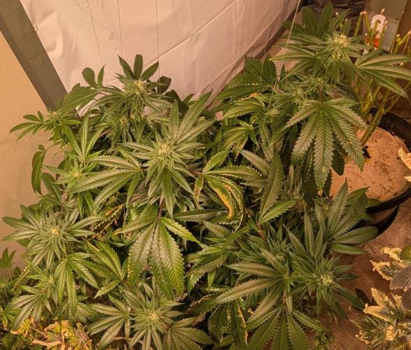 Pellezino Cookies. Week 26