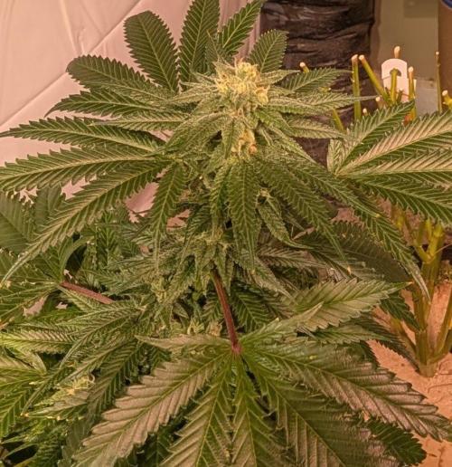 Pellezino Cookies. Week 26
