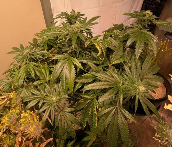 Pellezino Cookies. Week 26