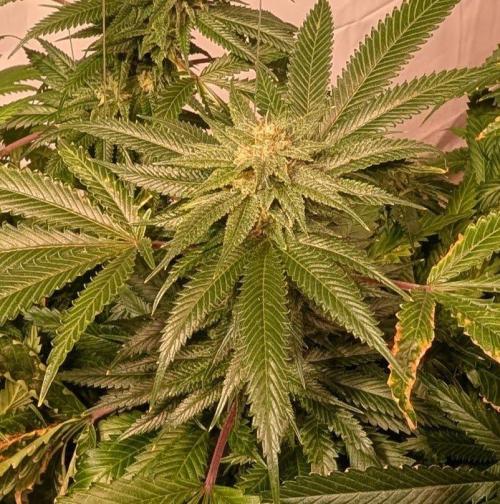 Pellezino Cookies. Week 26