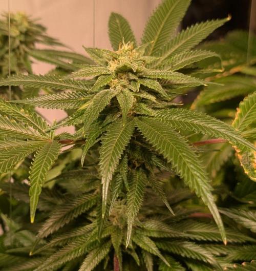 Pellezino Cookies. Week 26