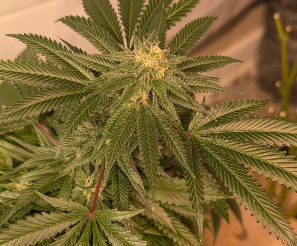 Pellezino Cookies. Week 26