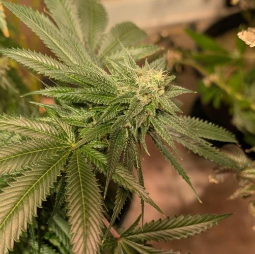 Pellezino Cookies. Week 26