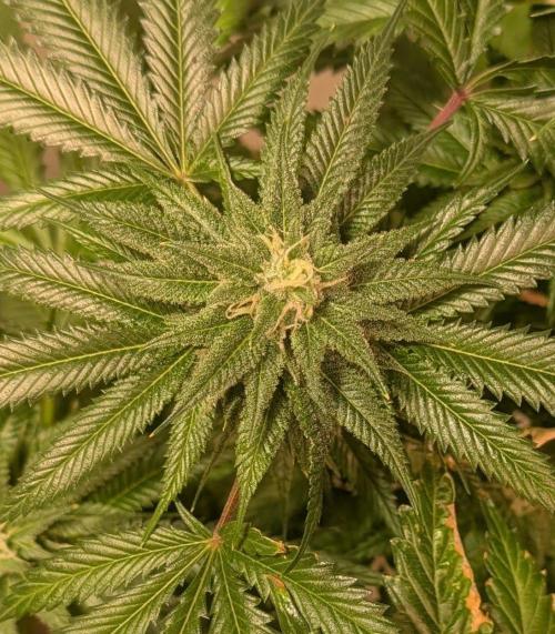 Pellezino Cookies. Week 26