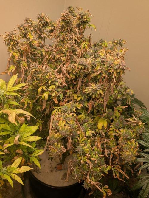 Gushers. Week 26