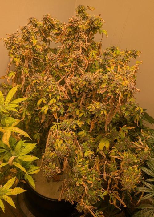 Gushers. Week 26