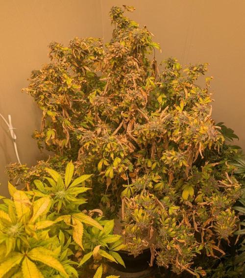 Gushers. Week 26